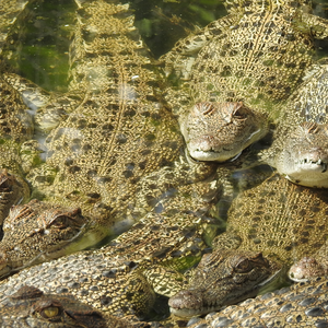 Lords of the Sea: The Saltwater Crocodile