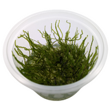 Aquadip Taxiphyllum Sp. "Spiky Moss"