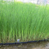 Typha Angustifolia Lesser Bulrush