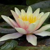 Nymphaea Sioux Water Lily