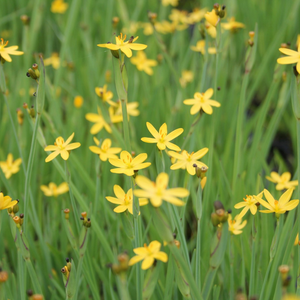 Sisyrinchium Californicum Yellow Eyed Grass