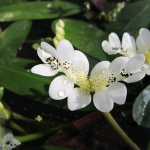 Aponogeton Distachyos Water Hawthorn