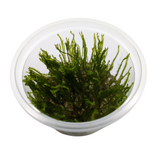 Aquadip Erect Moss | Real Reptiles