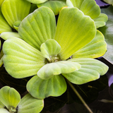 Pistia Stratiotes Water Lettuce (6pk)