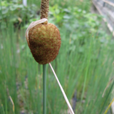 Typha Minima Miniature Bulrush