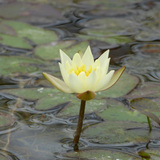 Nymphaea Pygmaea Helvola Water Lily