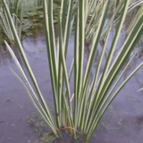 Winter Pond Plant Collection Bundle 