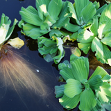 Pistia Stratiotes Water Lettuce (6pk)