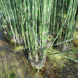 Equisetum Hyemale Rough Horsetail