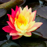 Nymphaea Wanvisa Water Lily