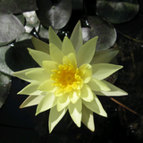 Nymphaea Odorata Sulphurea Water Lily