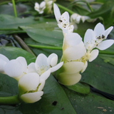 Winter Pond Plant Collection Bundle 