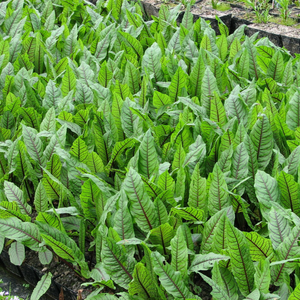 Rumex Sanguineus Bloodwort 