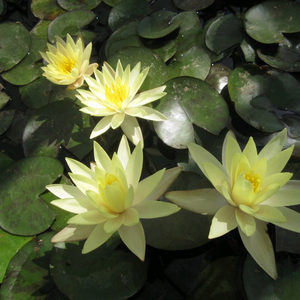 Nymphaea Odorata Sulphurea Water Lily