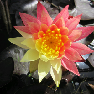 Nymphaea Wanvisa Water Lily