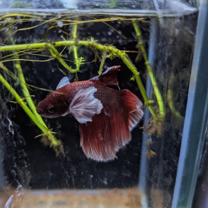 Male Betta Siamese Fighter Fish (#16)