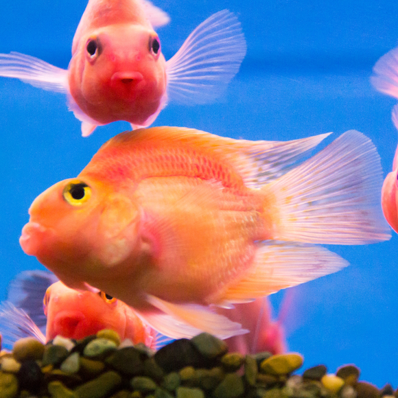 Blood Red Parrot Cichlid