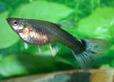 Assorted Female Guppy