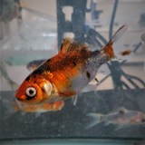 Mixed Bundle Goldfish & Shubunkins 2-3"