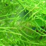 Java Moss