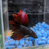 Male Betta Siamese Fighter Fish (#10)