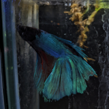 Male Betta Siamese Fighter Fish (#20)