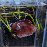 Male Betta Siamese Fighter Fish (#16)