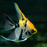 Tri Colour Koi Angel Fish Angelfish