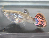 Assorted Female Guppy