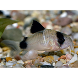 Panda Cory Corydoras