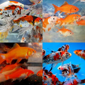 Mixed Bundle Goldfish & Shubunkins 2-3"