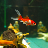 Sarasa Comet Goldfish 2-3"