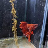 Male Betta Siamese Fighter Fish (#22)