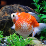 Pearlscale Goldfish 2-3"