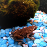 Brown Aquatic Frog