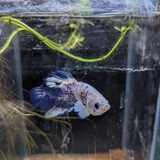 Male Betta Siamese Fighter Fish (#15)