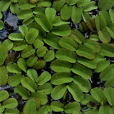 Salvinia Natans Live Floating Plant 10g