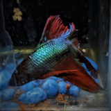 Male Betta Siamese Fighter Fish (#23)