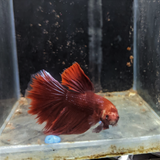 Male Betta Siamese Fighter Fish (#4)