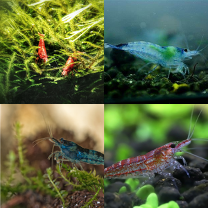 Red Blue Neocaridina Shrimp Mixed Bundle