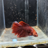 Male Betta Siamese Fighter Fish (#4)