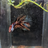 Male Betta Siamese Fighter Fish (#3)