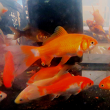 Common Goldfish Assorted Colours 2-3"