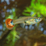 Assorted Female Guppy