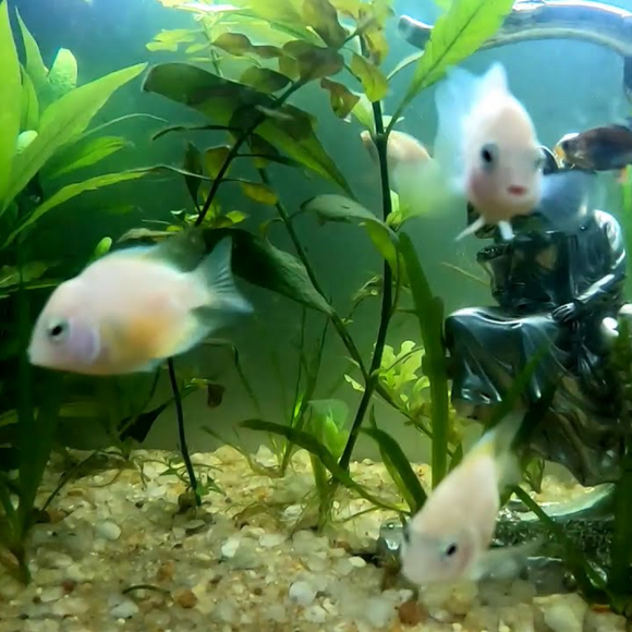 White Parrot Cichlid 1-2