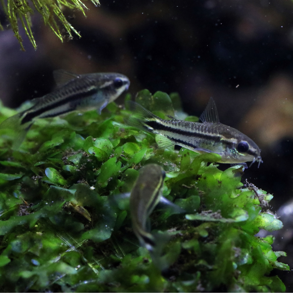 Dwarf Pygmy Corydoras