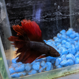 Male Betta Siamese Fighter Fish (#10)