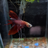 Male Betta Siamese Fighter Fish (#17)