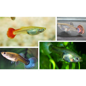 Assorted Female Guppy