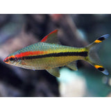 Red Line Denison Torpedo Barb